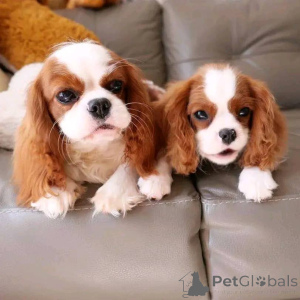 Photo №1. cavalier king charles spaniel - à vendre en ville de Helsinki | 500€ | Annonce №165632