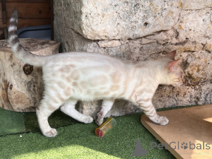 Photo №2 de l'annonce № 174201 de la vente bengal - acheter à Allemagne 