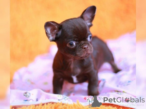 Photo №4. Je vais vendre chihuahua en ville de Aacheur.  - prix - négocié