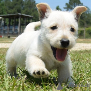 Photo №1. terrier écossais - à vendre en ville de Vaskjala | négocié | Annonce №169518