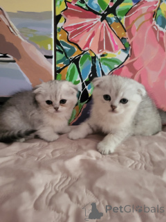 Photo №2 de l'annonce № 145739 de la vente british shorthair - acheter à Ukraine annonce privée