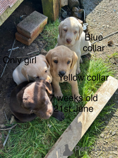 Photo №1. labrador retriever - à vendre en ville de Wolfsberg | 485€ | Annonce №144492