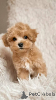 Photo №4. Je vais vendre maltipu en ville de Berlin. éleveur - prix - négocié