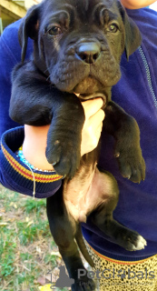 Photos supplémentaires: MEILLEURS CHIOTS CANE-CORSO