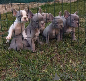 Photo №2 de l'annonce № 125043 de la vente bouledogue - acheter à Serbie 