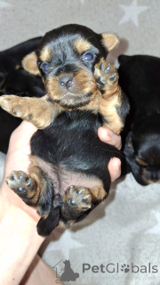 Photo №4. Je vais vendre biewer yorkshire terrier, yorkshire terrier en ville de Pärnu. annonce privée, de la fourrière, éleveur - prix - 600€