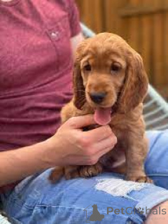 Photo №1. cocker américain - à vendre en ville de Manchester | 700€ | Annonce №165696