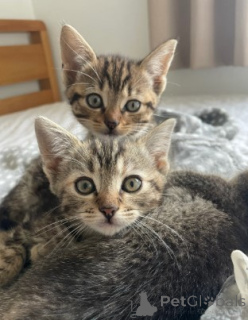 Photo №3. Charmant chaton Munchkin !. Pays Bas
