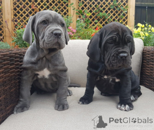 Photo №4. Je vais vendre mâtin napolitain en ville de Lègstrup. annonce privée, éleveur - prix - 2000€