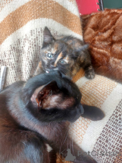 Photo №2 de l'annonce № 145511 de la vente  - acheter à Fédération de Russie annonce privée