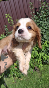 Photo №2 de l'annonce № 148742 de la vente cavalier king charles spaniel - acheter à Lituanie annonce privée, de la fourrière, éleveur