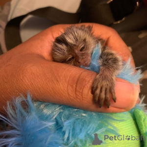 Photo №2 de l'annonce № 161494 de la vente  - acheter à USA 