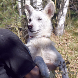 Photos supplémentaires: La chienne blanche Gerda recherche une famille aimante.