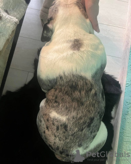 Photo №4. Je vais vendre  en ville de Minsk.  - prix - négocié