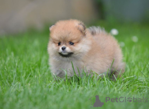 Photo №3. Miniature Spitz (Poméranien) Beautiful chiots. Serbie