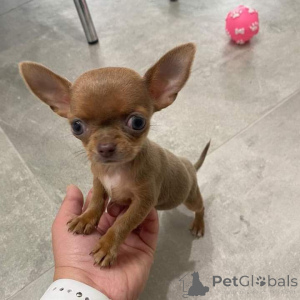 Photo №4. Je vais vendre chihuahua en ville de Tampa. éleveur - prix - négocié