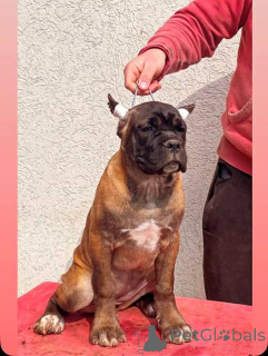 Photo №4. Je vais vendre chien de canaan en ville de Kragujevac.  - prix - négocié