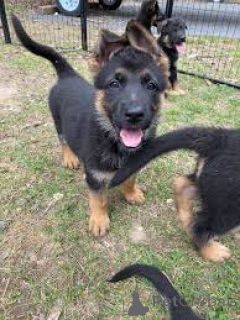 Photo №2 de l'annonce № 165450 de la vente berger allemand - acheter à Luxembourg annonce privée, éleveur