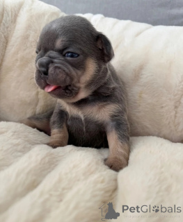 Photo №1. bouledogue - à vendre en ville de Barcelone | 400€ | Annonce №172865