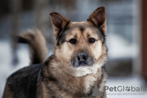 Photo №1. chien bâtard - à vendre en ville de Москва | Gratuit | Annonce №50095