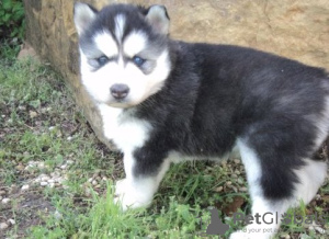 Photo №3. Chiots Husky Sibérien à vendre. La Slovénie