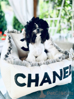 Photo №4. Je vais vendre shih tzu en ville de Kharkov. annonce privée - prix - 1000€