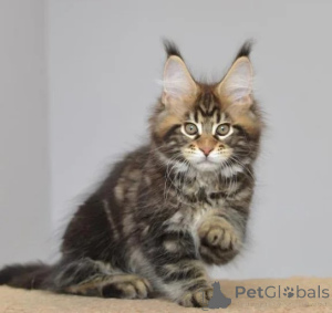 Photo №1. maine coon - à vendre en ville de De Dettenheim | 350€ | Annonce № 178155