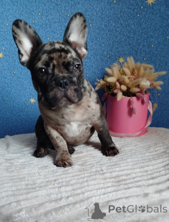 Photo №4. Je vais vendre bouledogue en ville de Minsk. annonce privée - prix - 500€