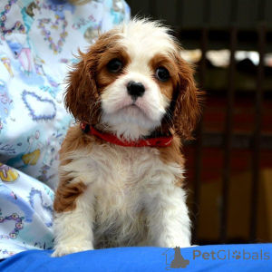 Photo №4. Je vais vendre cavalier king charles spaniel en ville de Vilovo. éleveur - prix - négocié