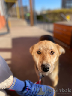 Photos supplémentaires: Le chien intelligent et sociable Pino est entre de bonnes mains.