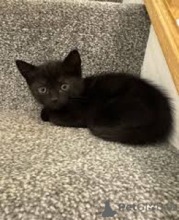 Photo №2 de l'annonce № 166341 de la vente bombay - acheter à La finlande annonce privée, éleveur