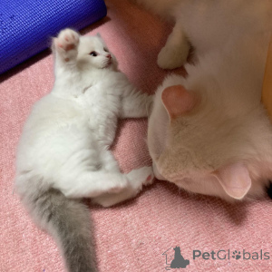 Photo №1. ragdoll - à vendre en ville de Berlin | 4€ | Annonce № 135634