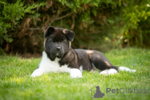 Photos supplémentaires: Chiots Akita américains