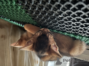 Photos supplémentaires: Chatterie certifiée de chatons Abyssins