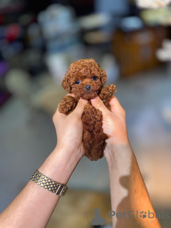 Photo №2 de l'annonce № 175583 de la vente caniche (jouet) - acheter à Grèce éleveur
