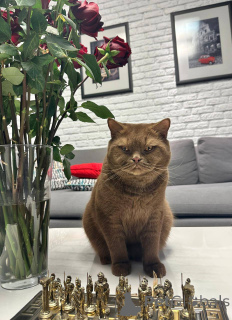 Photo №2 de l'annonce № 165886 de la vente british shorthair - acheter à Allemagne éleveur