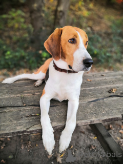 Photos supplémentaires: Chiots Lévrier Russe. Nous avons un mois et demi.