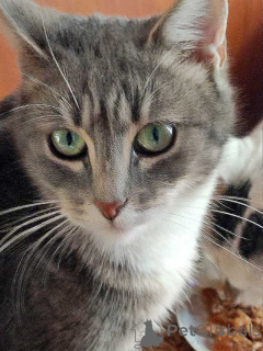 Photo №1.  - à vendre en ville de Saint-Pétersbourg | Gratuit | Annonce № 156355