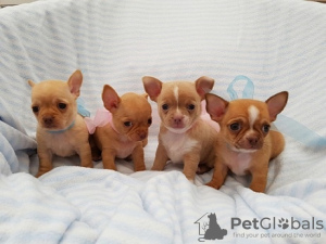 Photo №1. chihuahua - à vendre en ville de Антверпен | 300€ | Annonce №108778