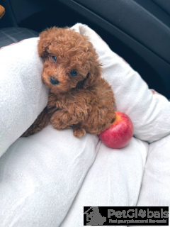 Photo №4. Je vais vendre maltipu en ville de Riga. annonce privée, éleveur - prix - Gratuit