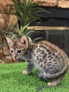 Photo №2 de l'annonce № 164670 de la vente ocicat - acheter à La finlande annonce privée, éleveur