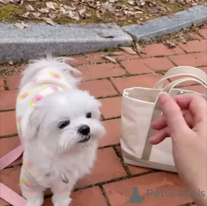 Photo №2 de l'annonce № 165346 de la vente bichon maltais - acheter à La finlande annonce privée, éleveur