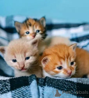 Photo №1. siamois - à vendre en ville de Helsinki | 291€ | Annonce № 160940