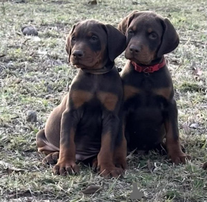 Photo №4. Je vais vendre dobermann en ville de Aiola. éleveur - prix - négocié