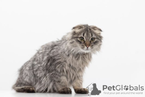 Photos supplémentaires: Chaton Manul entre de bonnes mains