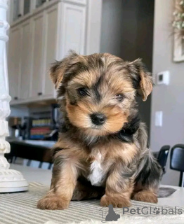 Photo №3. Yorkie Welpen Zur adoption. Allemagne