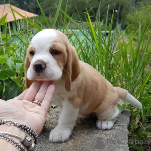 Photos supplémentaires: beaux chiots beagle à vendre