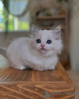 Photo №2 de l'annonce № 165047 de la vente ragdoll - acheter à Allemagne annonce privée, éleveur