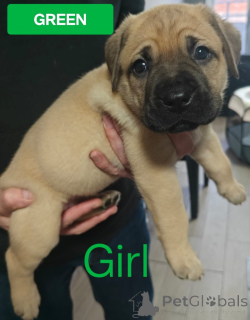 Photo №4. Je vais vendre chien bâtard en ville de Vol. annonce privée - prix - 775€