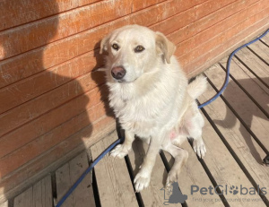 Photo №2 de l'annonce № 68852 de la vente chien bâtard - acheter à Fédération de Russie annonce privée